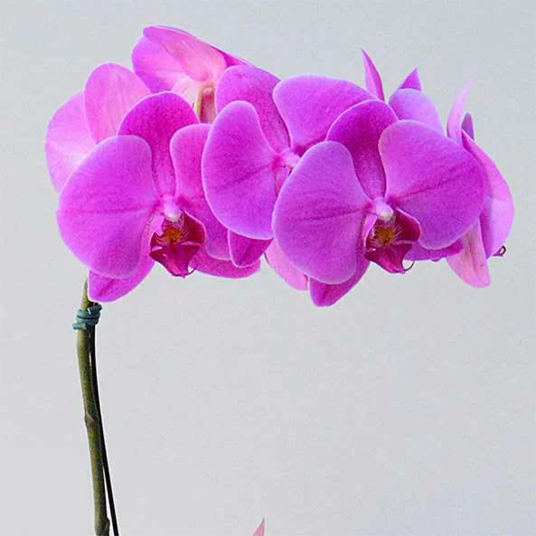 /images/products/orquidea-pink/img-2.webp